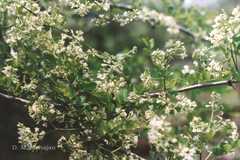 Dalbergia melanoxylon